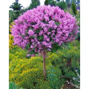 Бузок Мейєра Палібін штамб 0,4-0,6 м